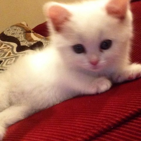 Meet your Posher, Kitty - Picture 1 of 1